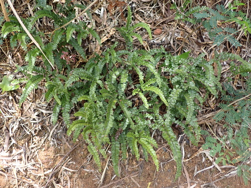 Adiantum observed 2026-08-01