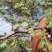 Acacia oliveri