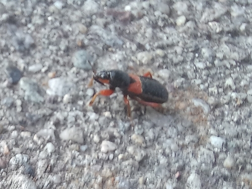 Prostemma guttula