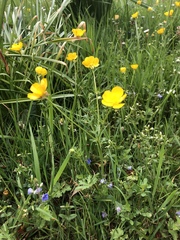 Ranunculus acris