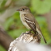 Empidonax Flycatchers - Photo (c) Andrew Johnson, some rights reserved (CC BY-NC), uploaded by Andrew Johnson