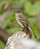 Empidonax Flycatchers - Photo (c) Andrew Johnson, some rights reserved (CC BY-NC), uploaded by Andrew Johnson