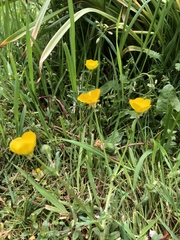 Ranunculus acris