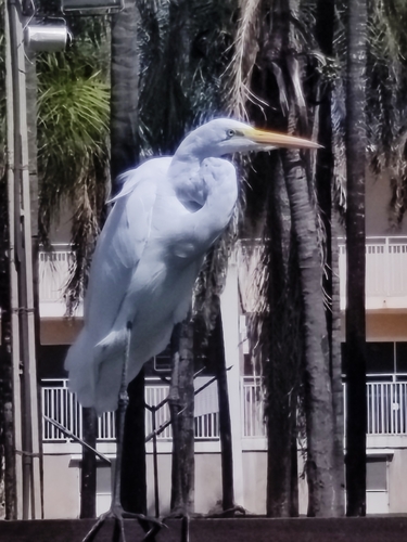 Great Egret