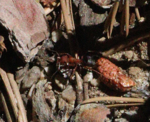 iNaturalist observation photo of Ants