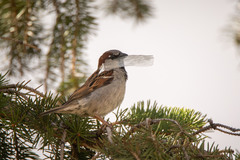 Passer domesticus