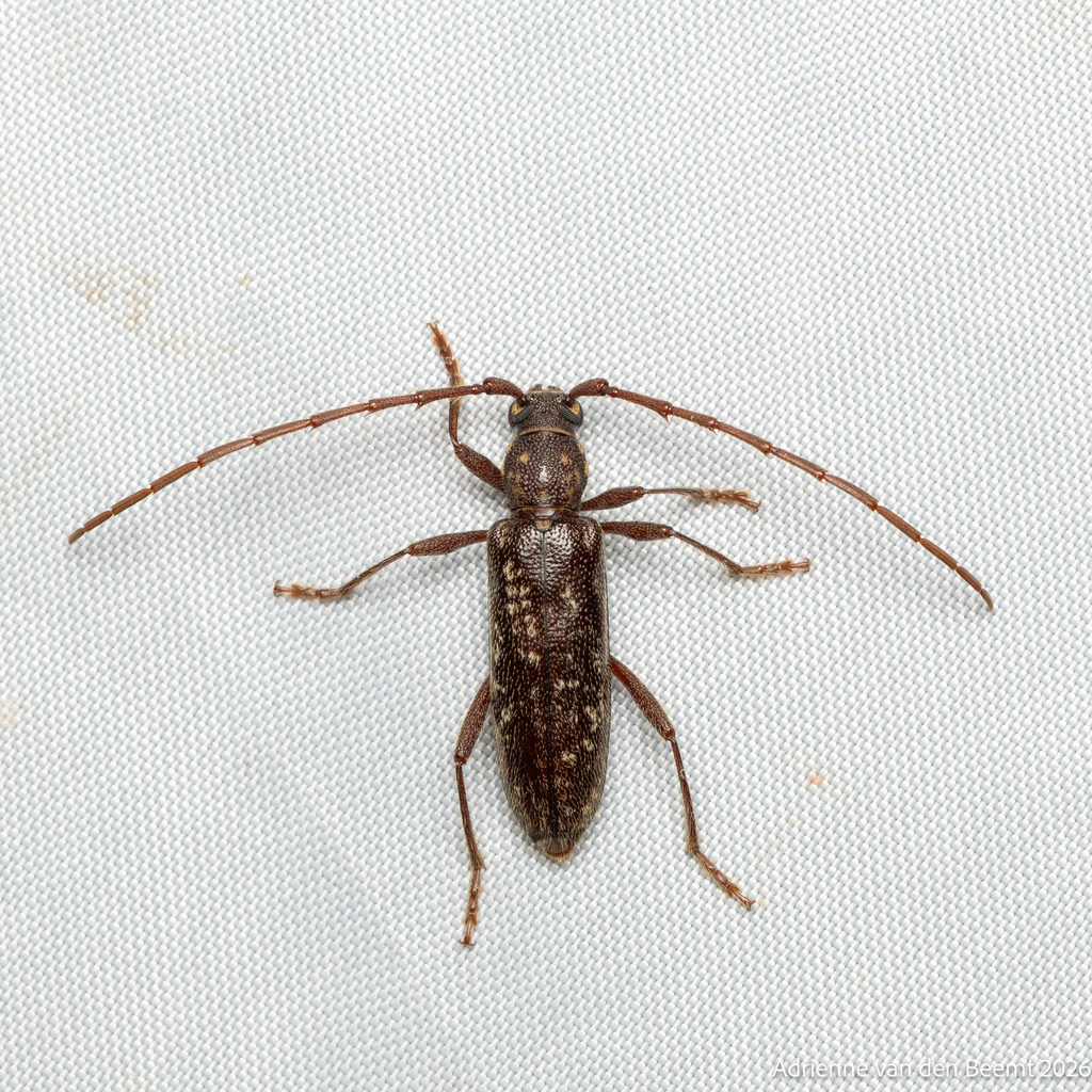 Orwellion gibbulum