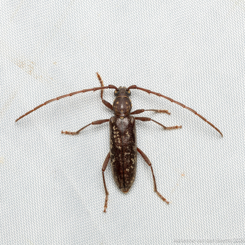 Orwellion gibbulum