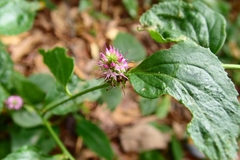 Veronicastrum axillare