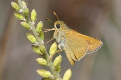 Hesperia meskei straton