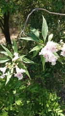 × chitalpa tashkentensis