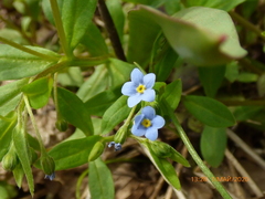 Memoremea scorpioides