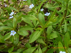 Memoremea scorpioides