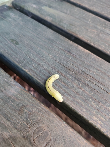 Birch Sawfly