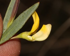 Rafnia capensis capensis