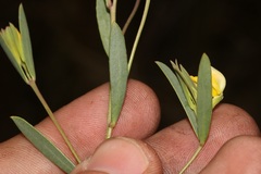 Rafnia capensis capensis