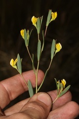 Rafnia capensis capensis