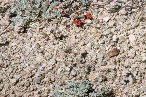 iNaturalist observation photo of Flies