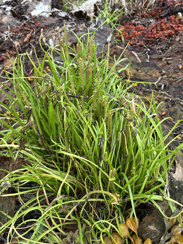 Sea Plantain