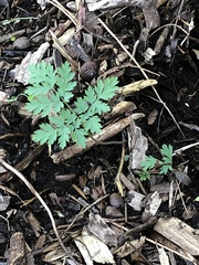 Dicentra eximia