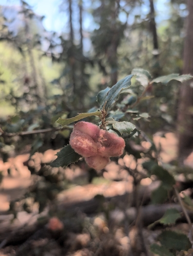 iNaturalist observation photo of Oak Gall Wasps