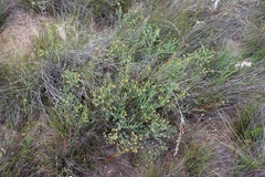 Rafnia capensis capensis