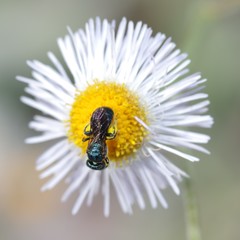 Ceratina floridana