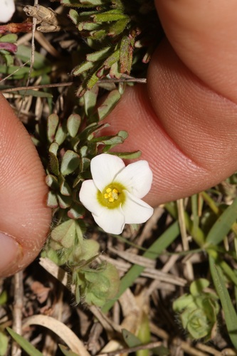 Image of Oxalis recticaulis by (c) Brian du Preez, some rights reserved (CC BY-SA)