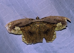 Pareumelea eugeniata