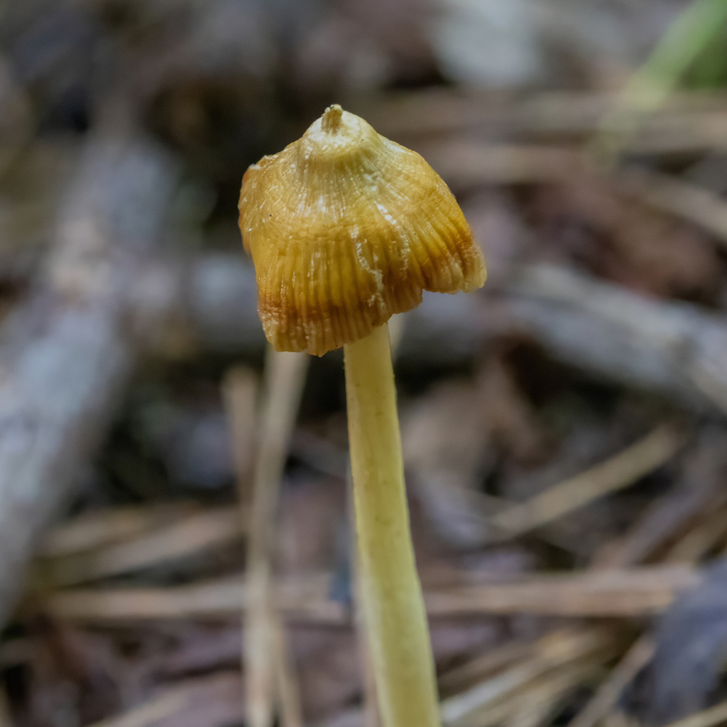 Yellow Unicorn Entoloma · August 2026 · photo: Photo: (c) Dan Vickers, some rights reserved (CC BY) · iNaturalist