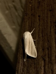 Acronicta insularis