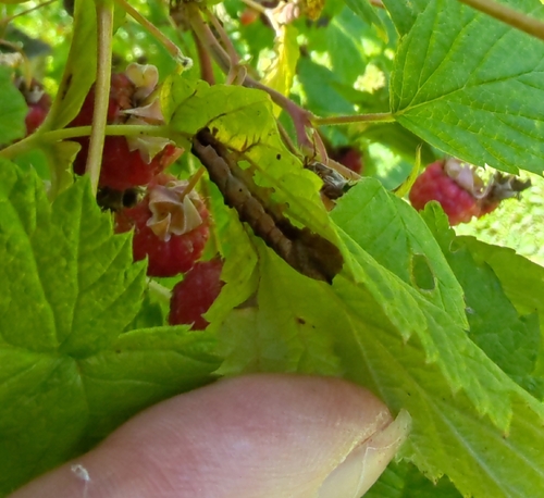 Peach Blossom Moth
