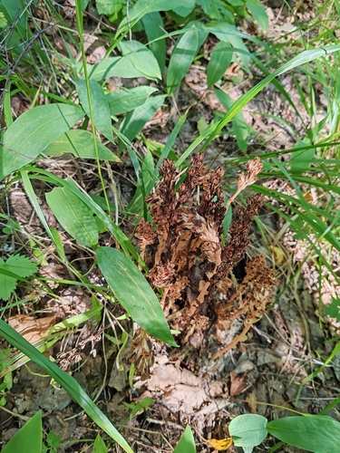 pinesap