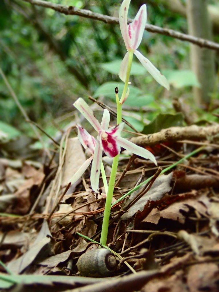 Cymbidium macrorhizon (Cymbidium macrorhizon)