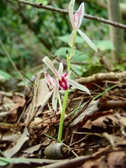 Cymbidium macrorhizon