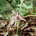 Cymbidium macrorhizon - Photo (c) omics, some rights reserved (CC BY-NC), uploaded by omics