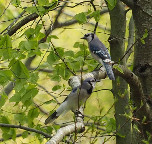 Blue Jay photographed in Virginia