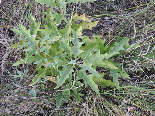 Solanum dimidiatum, photograph 2