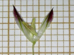 Phalaris coerulescens