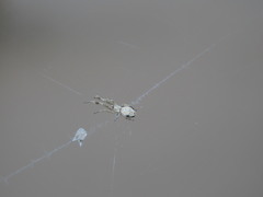 Uloborus walckenaerius