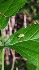 Polydrusus pterygomalis