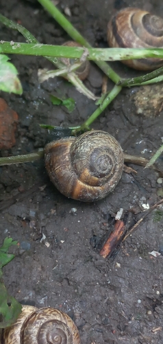 Copse Snail