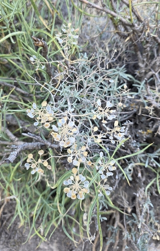 Hormathophylla spinosa