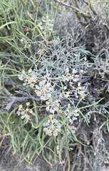 Hormathophylla spinosa