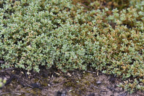Scleranthus annuus, photograph 6