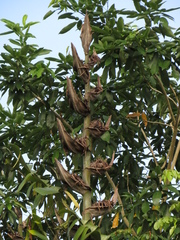 Phenakospermum guyannense