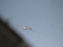 Uloborus walckenaerius