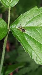 Polydrusus pterygomalis
