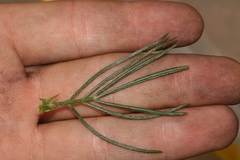 Psoralea ivumba