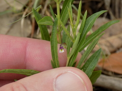 Pombalia verticillata